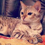 Alexey A. Petrukhin Instagram - #Bengalcat 👌 Фрося увидела у меня прошлый пост с Королевой Марго, это мама Фроси, ну и попросила её тоже выложить, и подписать как в паспорте - Princess Aphrodite 👍 Просила всем передать, что если Вы готовы идти путём мечтателей, всё становится возможным... И я её поддержу, конечно! Хорошего дня всем! 🤗 #bengalofinstagram #catofinstagram #catoftheday #catofin #cat #cats #bengal #бенгальскаяпорода #бенгал #дикиекошки #кошка #Фрося Pavlovskaya Sloboda, Moskovskaya Oblast', Russia