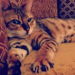 Alexey A. Petrukhin Instagram - #Selfietime 👌 Воскресное селфи от Королевы Марго, которая попросила меня опубликовать фото с пожеланием всем вам всего самого интересного по жизни... Вот публикую, передаю всем 🙏 Хотел от себя философии добавить, но Марго попросила не разбавлять... 🤷‍♂️ #бенгал #кошка #котэ #бенгальскаяпорода #дикиекошки #марго #margocat #cat #selfie #bengalofinstagram #catofinstagram #catoftheday #catofin #bengalcat Павловская Слобода