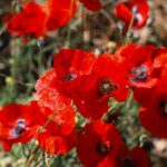 Alexia Mori Instagram - Trop beau ce champ de coquelicots 🥰 Est ce que vous aimez suivre notre voyage au Maroc ? Je vous rappelle que si vous voulez imprimer vos photos ou faire des albums ou autres il y a un code qui offre -25% de reduc avec le code : CHEERZETTES vous retrouvez le lien dans ma story ☺️ .Collaboration commerciale.