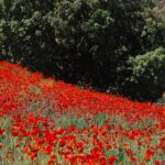 Alexia Mori Instagram - Trop beau ce champ de coquelicots 🥰 Est ce que vous aimez suivre notre voyage au Maroc ? Je vous rappelle que si vous voulez imprimer vos photos ou faire des albums ou autres il y a un code qui offre -25% de reduc avec le code : CHEERZETTES vous retrouvez le lien dans ma story ☺️ .Collaboration commerciale.