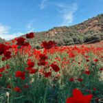 Alexia Mori Instagram - Trop beau ce champ de coquelicots 🥰 Est ce que vous aimez suivre notre voyage au Maroc ? Je vous rappelle que si vous voulez imprimer vos photos ou faire des albums ou autres il y a un code qui offre -25% de reduc avec le code : CHEERZETTES vous retrouvez le lien dans ma story ☺️ .Collaboration commerciale.