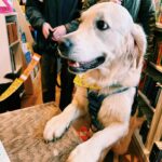 Alice Oseman Instagram – Thank you so much to everyone who came to see me on my little book tour this week, and thank you to the bookshops for having me!! It was so lovely to meet so many readers (and cute dogs!!) 📚