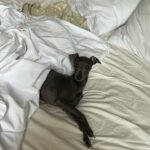Alice Pagani Instagram - correlation with animals