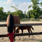 Alice Pagani Instagram - correlation with animals