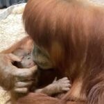 Alicia Silverstone Instagram - A mama and her baby 🐵 So much love!! 🩷