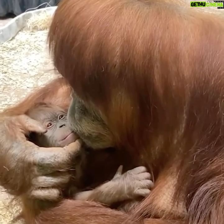 Alicia Silverstone Instagram - A mama and her baby 🐵 So much love!! 🩷