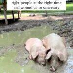 Alicia Silverstone Instagram - Just a couple of mud-loving snuggle buddies, reminding you: friends, not food! #GoVegan @foreverlandfarm