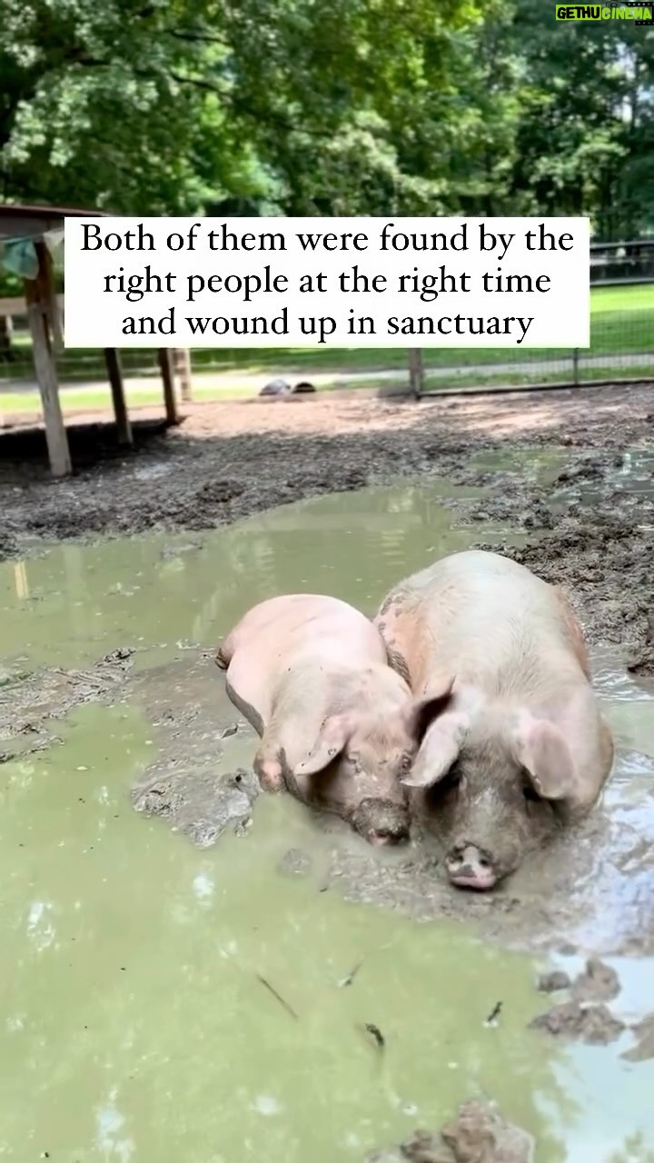 Alicia Silverstone Instagram - Just a couple of mud-loving snuggle buddies, reminding you: friends, not food! #GoVegan @foreverlandfarm