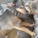 Alicia Silverstone Instagram - True love! 🐶🐱