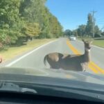 Alicia Silverstone Instagram - An incredible story about a doe and a hero 🦌