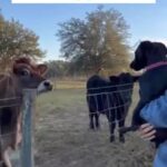 Alicia Silverstone Instagram – Cows & Puppies = BFFs 💚🥰
📹: @peacefield.farm