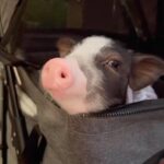 Alicia Silverstone Instagram - 🐽💖