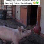Alicia Silverstone Instagram - A life-changing moment 💗