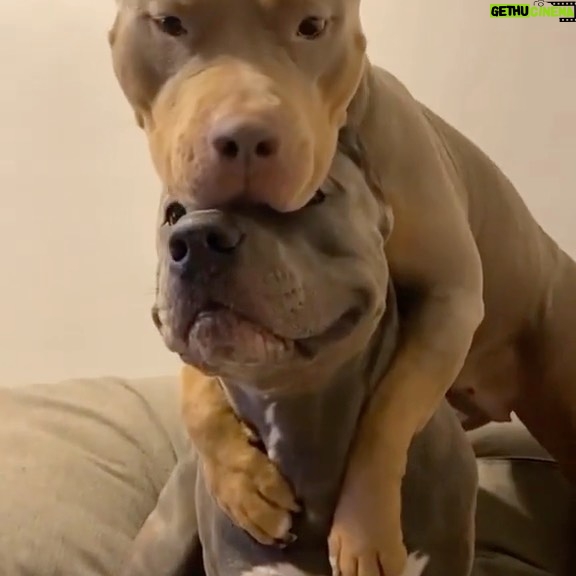 Alicia Silverstone Instagram - Two best friends just hanging out 🐶🥰