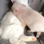 Alicia Silverstone Instagram - Can I join whatever cuteness is happening right here? 🐷🐱