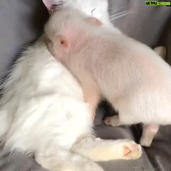 Alicia Silverstone Instagram - Can I join whatever cuteness is happening right here? 🐷🐱