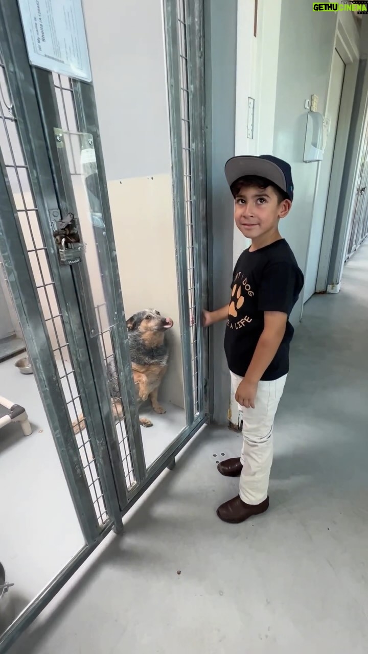 Alicia Silverstone Instagram - Adopt, don’t stop! This sweet beautiful boy’s heart! And the tenderness between him and these loving soulful innocent creatures. 🐶🤎 #AdoptDontShop