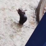 Alicia Silverstone Instagram - Beautifully said, Kathy. Same here… #Repost from @KathyFreston: Thinking of all the animals out there as Hurricane Hilary hits Southern California. My mind always drifts to the dogs on chains without shelter, stray cats running the streets, and all the animals in between. Hoping this little guy found shelter after this sweet video by @josebiancook gives me a little solace today!!! Stay safe and dry everyone.