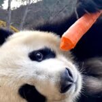 Alicia Silverstone Instagram – 🐼🥕