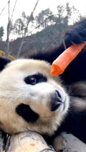 Alicia Silverstone Instagram - 🐼🥕