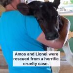 Alicia Silverstone Instagram - Check out this story… 🐮❤️🐷 @crittercreekfarmsanctuary