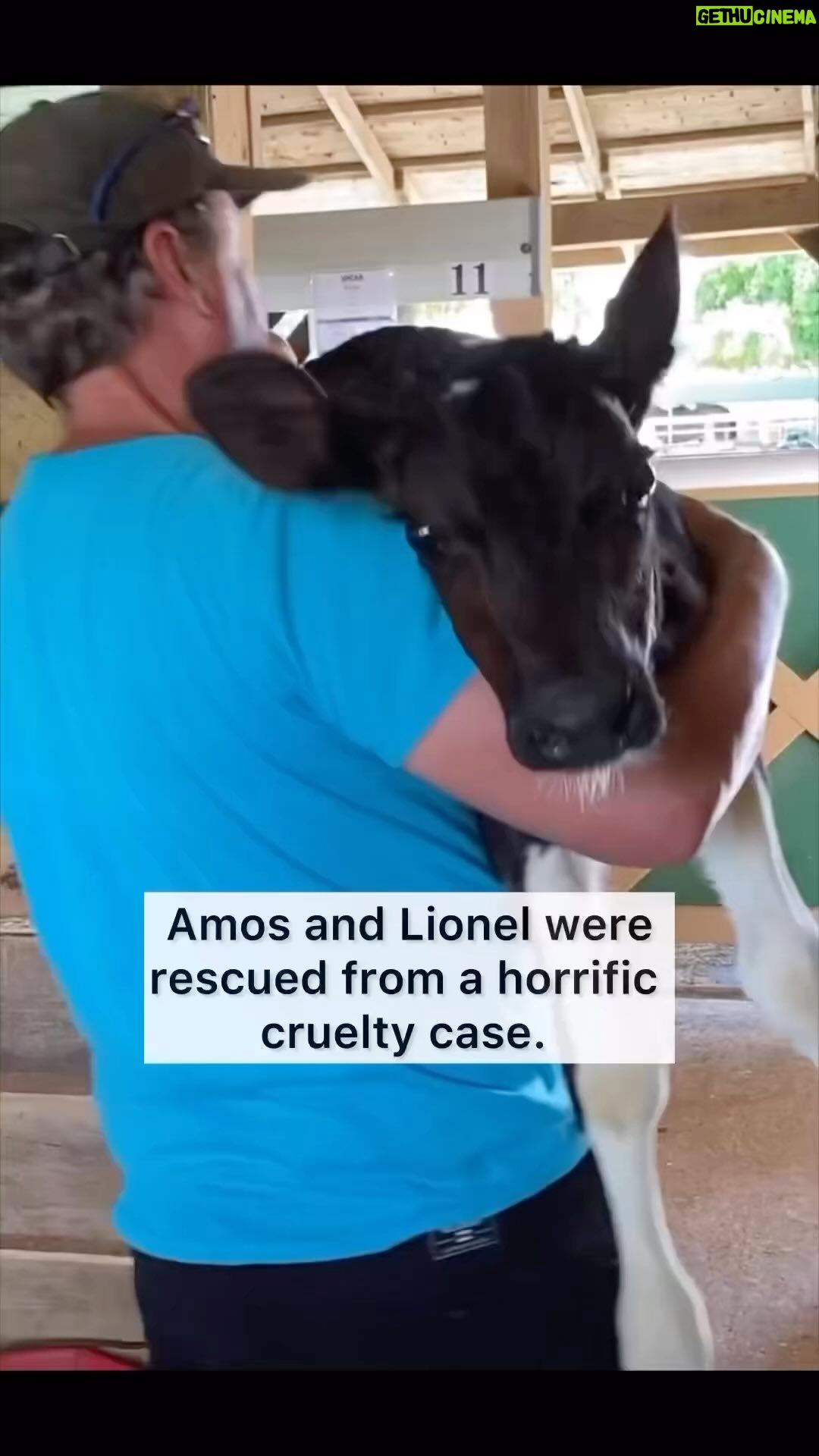 Alicia Silverstone Instagram - Check out this story… 🐮❤️🐷 @crittercreekfarmsanctuary