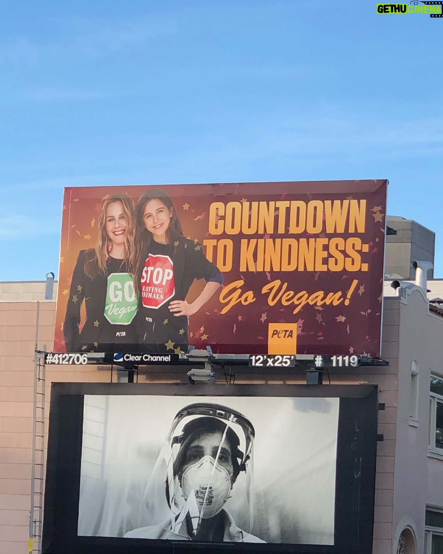 Alicia Silverstone Instagram - Countdown to the New Year (and kindness!!) by going #Vegan in 2024. The animals, the earth, and your body will thank you for it… you will feel sooooo GOOD! You can use my book #TheKindDiet for inspo 🥰🙏🏻