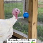 Alicia Silverstone Instagram - This is your sign to adopt a turkey this year with @FarmSanctuary!! 🦃🥰