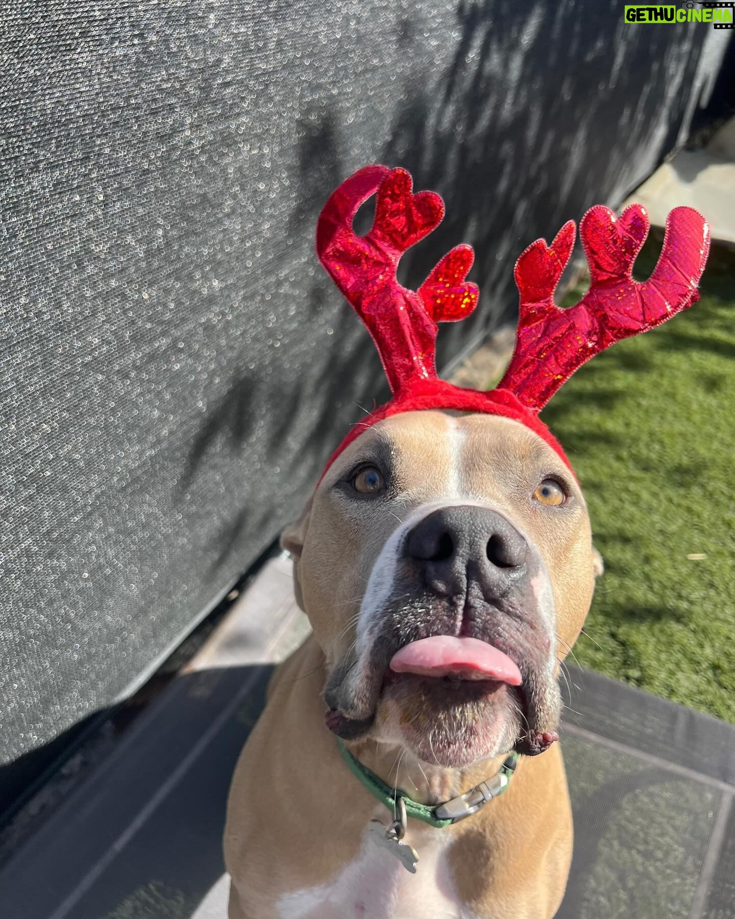 Alicia Silverstone Instagram - Pinto Bean or Santa Paws 😂🎅🐾