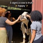 Alicia Silverstone Instagram - 🐮❤️