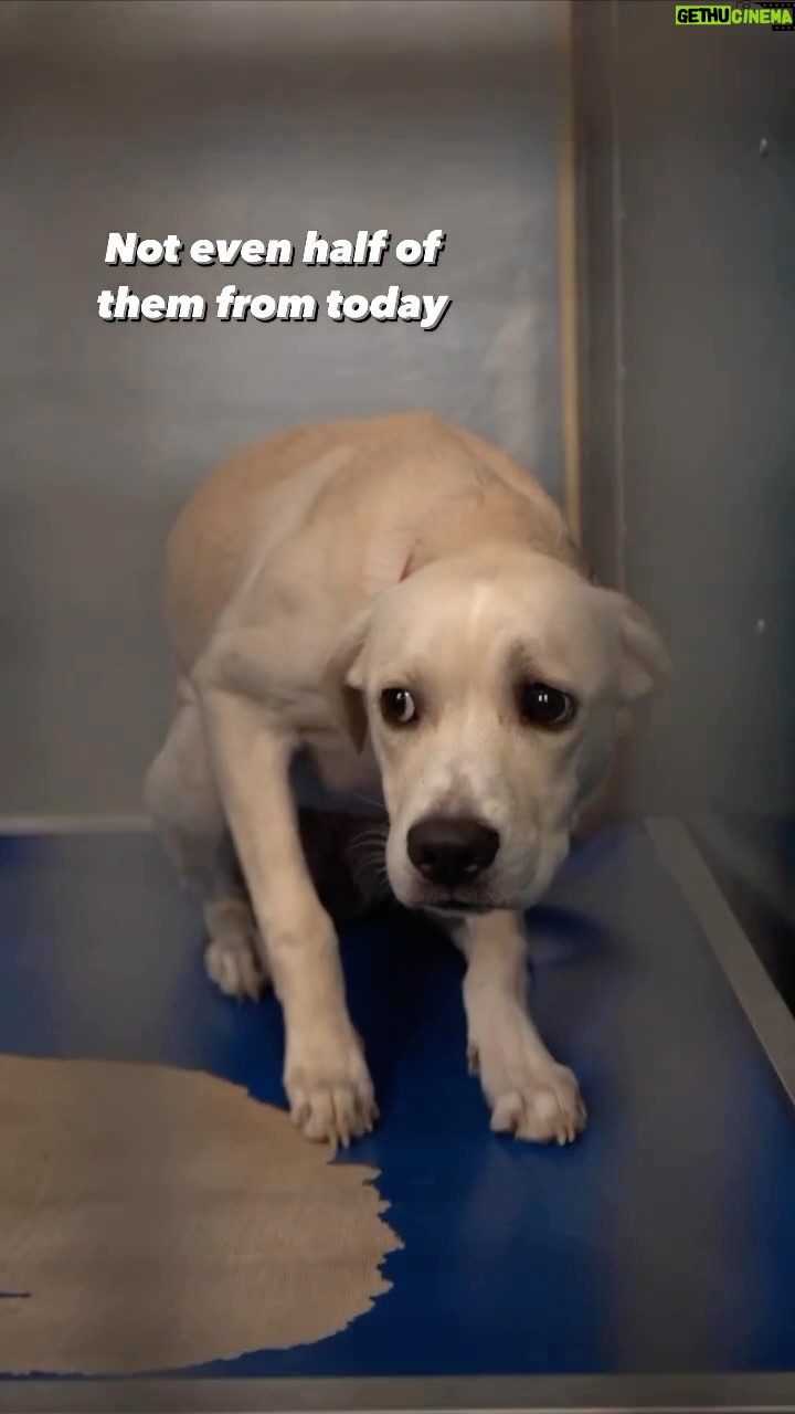 Alicia Silverstone Instagram - These beauties need homes... and for sure more since this video was posted. đ If youâre planning on getting a dog for your family this holiday season, please #AdoptDontShop! And make sure youâre 100% certain that youâre ready to accept all of the responsibilities of being a dog guardian as itâs not as glamorous as many think... although it is so rewarding!!! The number of dogs that were once gifts end up being dropped off at animal shelters... most of which are at capacity already. Choose compassion over commerce and make a lasting difference in a shelter dogâs life. The joy of saving a life and gaining a loyal companion is priceless. đž @thepawerfulrescue