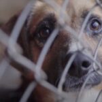Alicia Silverstone Instagram – Breeding dogs is killing dogs ❗💔 I joined @peta to explain how vital it is to always adopt and never buy from breeders or pet stores. Meet your new best friend at a local shelter 🐶🥰 #adoptdontshop