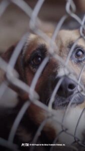 Alicia Silverstone Instagram - Breeding dogs is killing dogs ❗💔 I joined @peta to explain how vital it is to always adopt and never buy from breeders or pet stores. Meet your new best friend at a local shelter 🐶🥰 #adoptdontshop