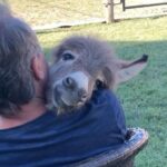 Alicia Silverstone Instagram - Just a baby donkey enjoying some love 🥹🖤