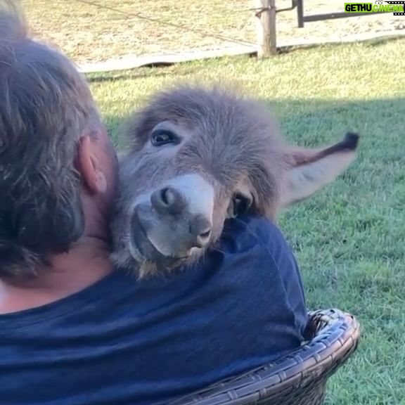 Alicia Silverstone Instagram - Just a baby donkey enjoying some love 🥹🖤