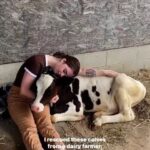 Alicia Silverstone Instagram - #repost from @thedodo: Sending the kids off to college 🥺🐄 (🎥: @pegasus_icarus_, @pegasussanctuary)