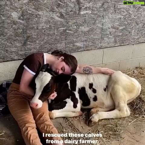 Alicia Silverstone Instagram - #repost from @thedodo: Sending the kids off to college π₯Ίπ (π₯: @pegasus_icarus_, @pegasussanctuary)