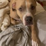 Alicia Silverstone Instagram – When you’re trying to sleep in peace but your Pinto Bean is a mama’s boy 😂❤️🐶