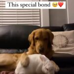 Alicia Silverstone Instagram – So sweet ❤️🥹

(Via @charliesgoldenjourney)