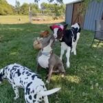 Alicia Silverstone Instagram – All the sweet kisses!