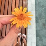 Alinne Rosa Instagram - pausa poética 🌼