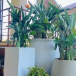Alisha Rai Instagram - @mimachhadecor X @hotelmysticmountain Preparing for perfection with beautiful planters and more! ✨❤️ Located at perfect location to rejuvenate and simply enjoy life ✨Business Deliveries and Lunch day🥰