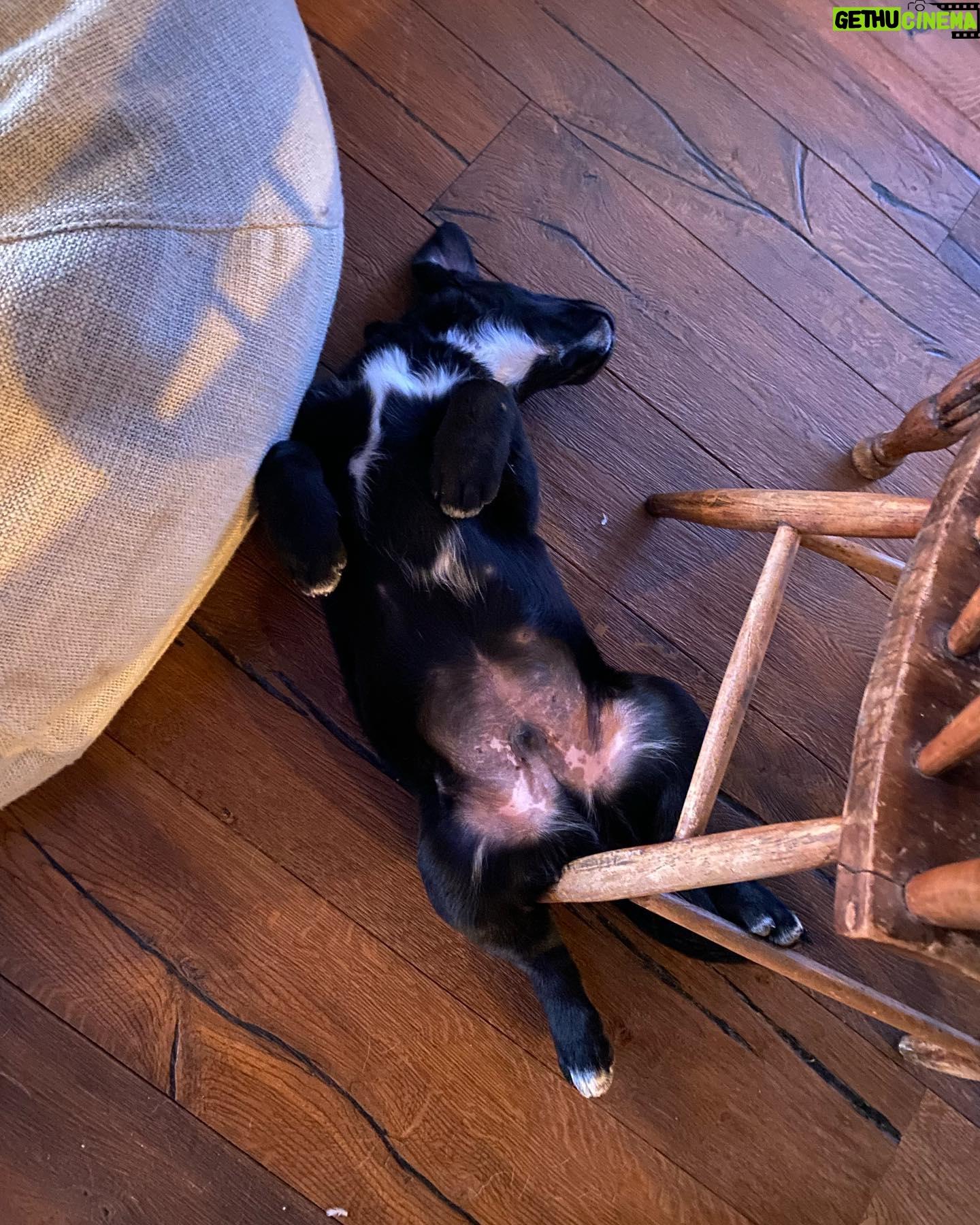 Alisha Wainwright Instagram - Moose is going to be a big boy. Won’t be long until I can’t carry him 🥺 he’s half golden retriever half Swiss mountain dog and 100% my favorite