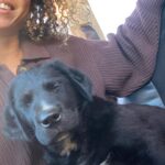Alisha Wainwright Instagram - Moose is going to be a big boy. Won’t be long until I can’t carry him 🥺 he’s half golden retriever half Swiss mountain dog and 100% my favorite