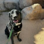 Alisha Wainwright Instagram – Dog fur and desert dust