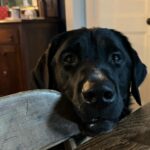Alisha Wainwright Instagram - Moose is out here drooling, learning new tricks, and being an adorable menace