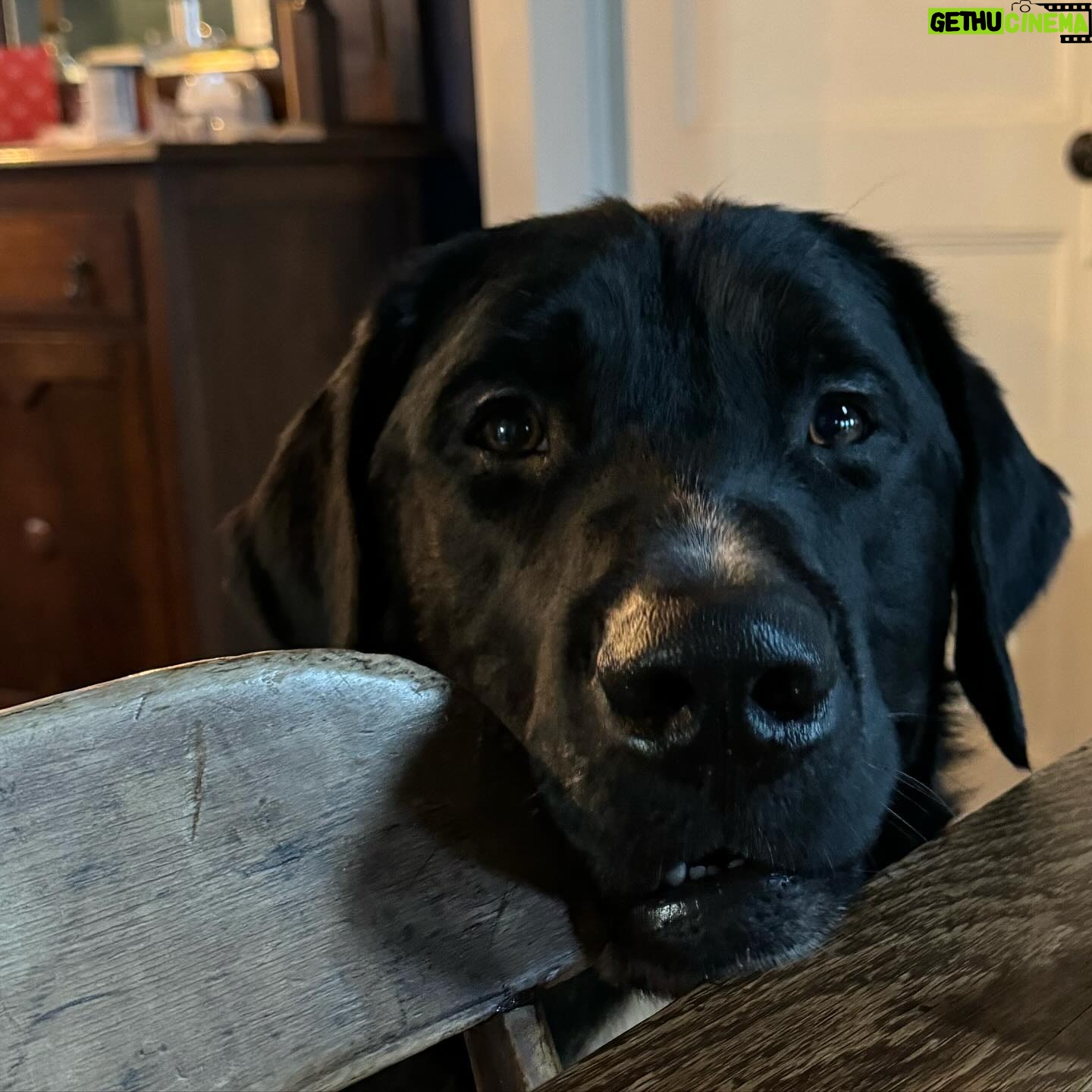 Alisha Wainwright Instagram - Moose is out here drooling, learning new tricks, and being an adorable menace
