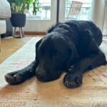 Alisha Wainwright Instagram - Moose is out here drooling, learning new tricks, and being an adorable menace