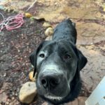 Alisha Wainwright Instagram - Moose is out here drooling, learning new tricks, and being an adorable menace