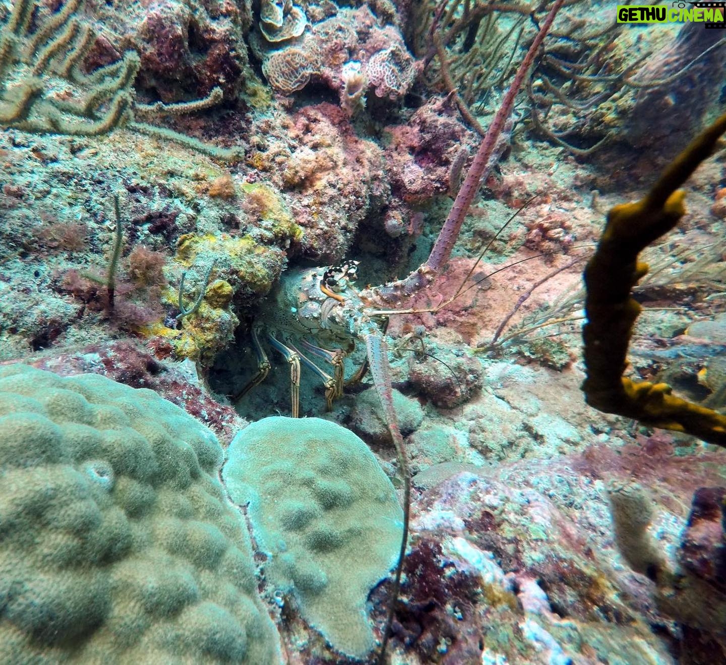 Alisha Wainwright Instagram - I got SCUBA certified 15 years ago (🤯) and about 50 dives later I’m still amazed by what’s below the surface. @sandalsresorts offers daily diving included with your stay, so naturally this water baby went for it 🥰 #sandalsgrenada